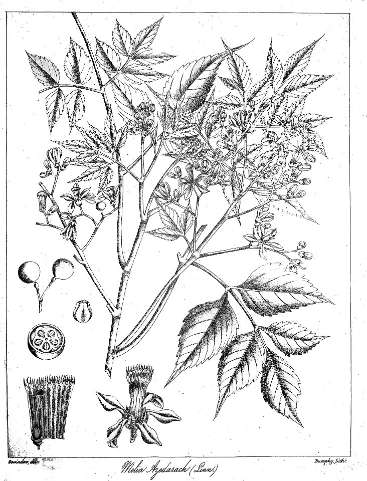 Melia azedarach Govindoo