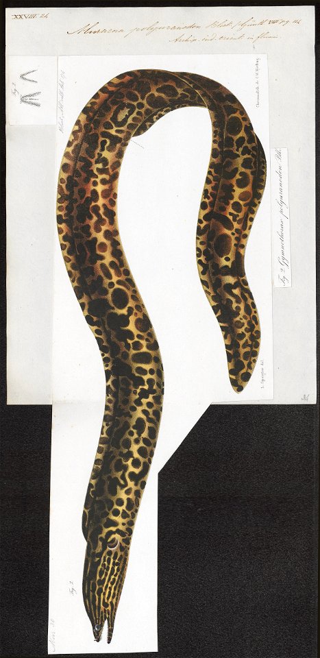 Muraena polyuranodon - 1864 - Print - Iconographia Zoologica - Special Collections University of Amsterdam - UBA01 IZ15300093