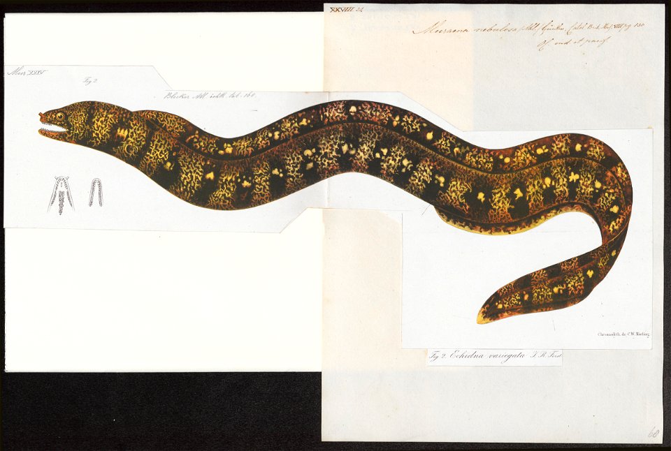 Muraena nebulosa - 1864 - Print - Iconographia Zoologica - Special Collections University of Amsterdam - UBA01 IZ15300160