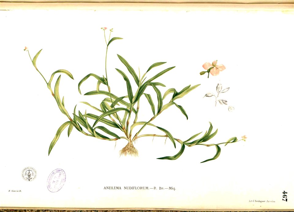 Murdannia nudiflora Blanco2.467-original