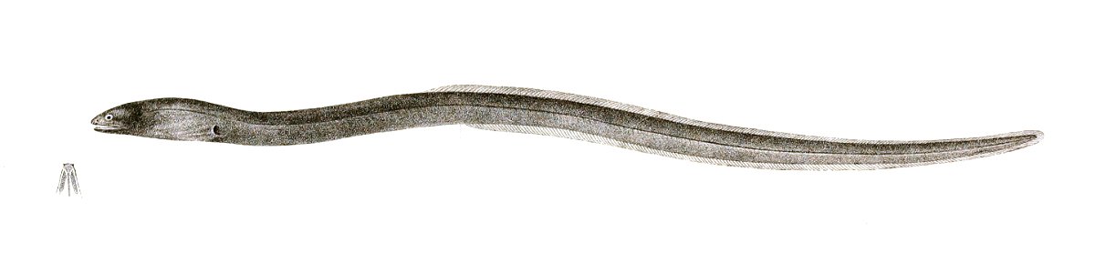 Muraena polyzona Achilles 169