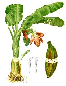 Musa troglodytarum Blanco1.89-cropped