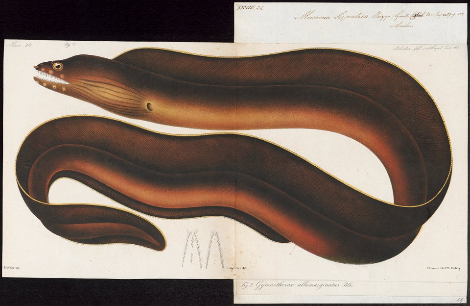 Muraena hepatica - 1864 - Print - Iconographia Zoologica - Special Collections University of Amsterdam - UBA01 IZ15300131