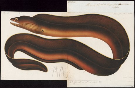 Muraena hepatica - 1864 - Print - Iconographia Zoologica - Special Collections University of Amsterdam - UBA01 IZ15300131