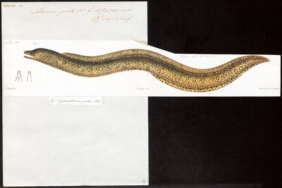 Muraena picta - 1864 - Print - Iconographia Zoologica - Special Collections University of Amsterdam - UBA01 IZ15300103