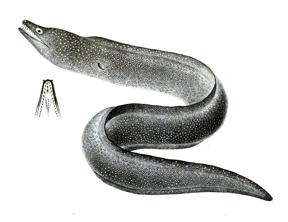 Muraena punctata Achilles 173