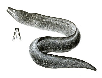 Muraena punctata Achilles 173