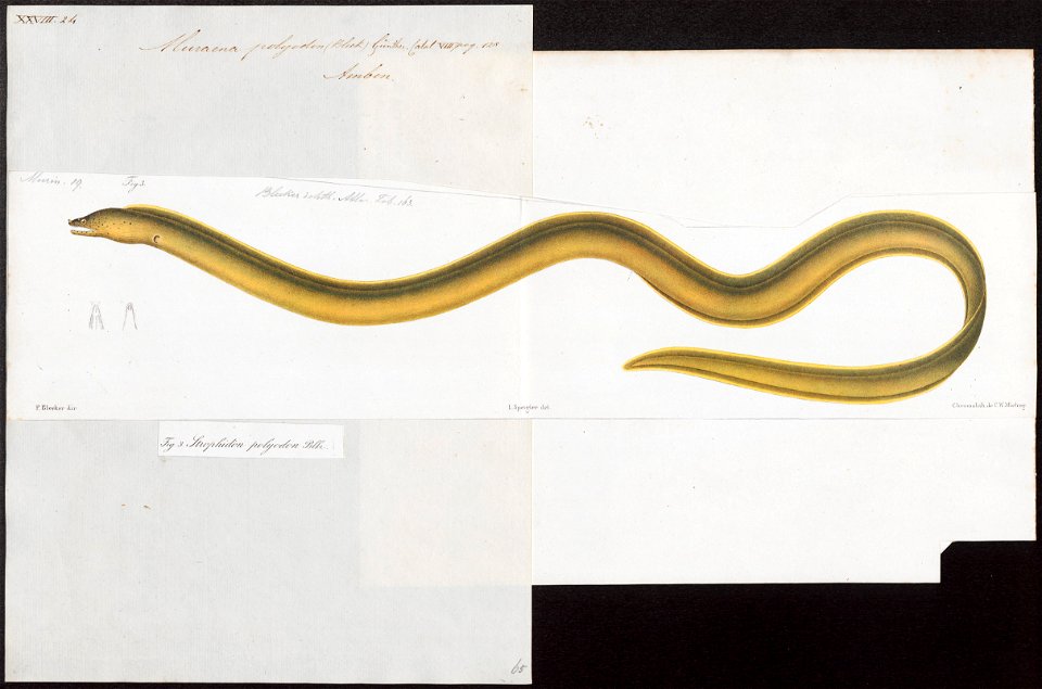 Muraena polyodon - 1864 - Print - Iconographia Zoologica - Special Collections University of Amsterdam - UBA01 IZ15300152