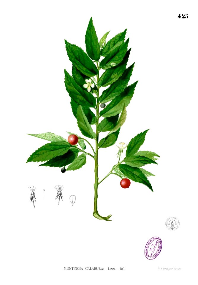 Muntingia calabura Blanco2.425