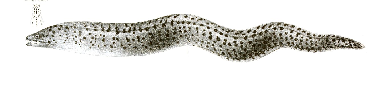 Muraena fimbriata Achilles 172