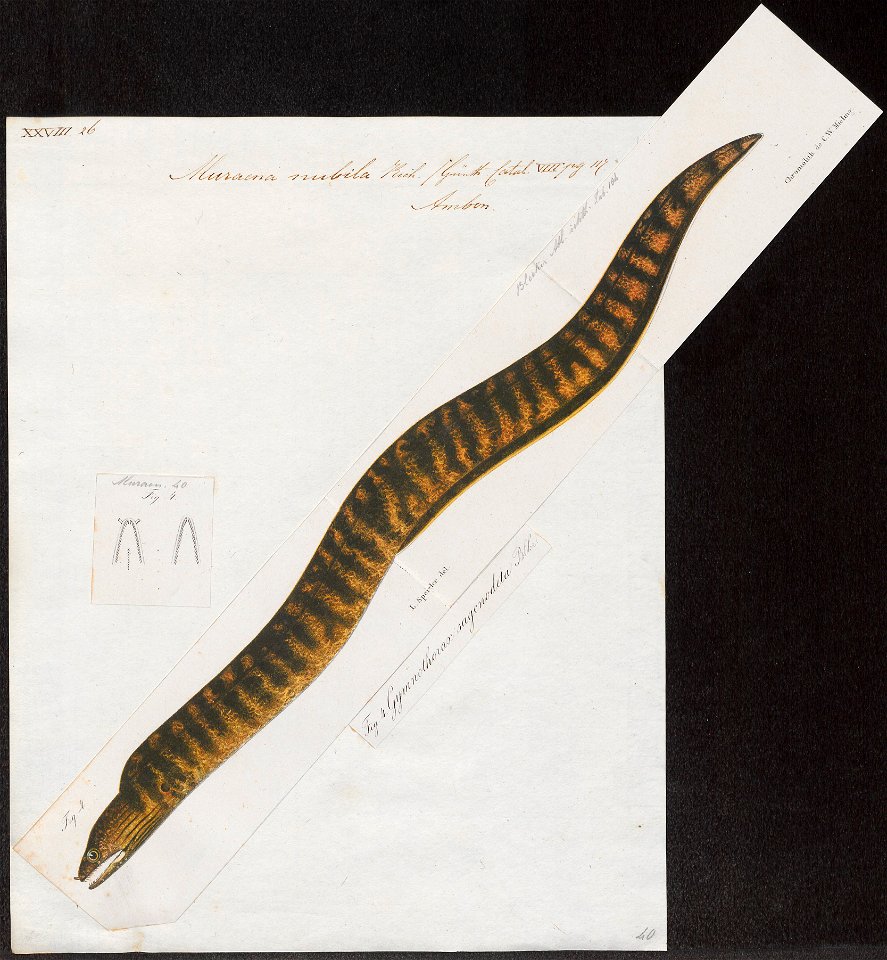 Muraena nubila - 1864 - Print - Iconographia Zoologica - Special Collections University of Amsterdam - UBA01 IZ15300108