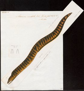 Muraena nubila - 1864 - Print - Iconographia Zoologica - Special Collections University of Amsterdam - UBA01 IZ15300108