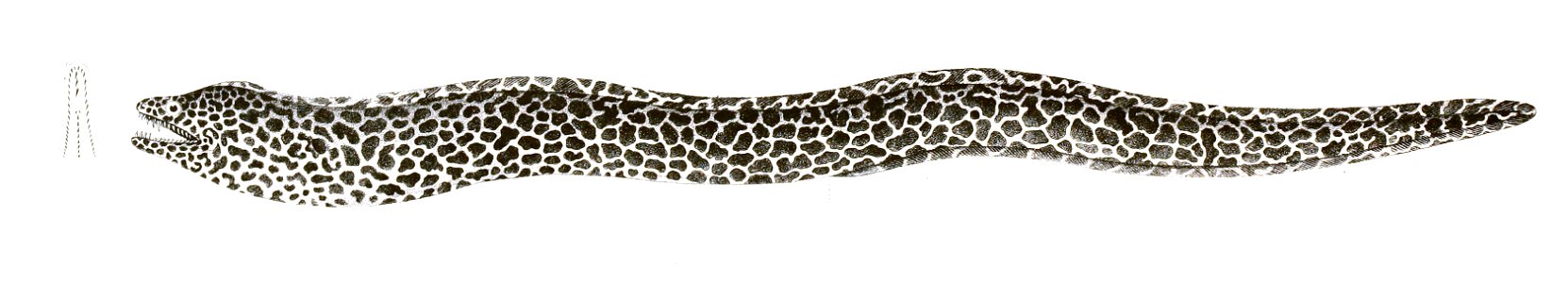 Muraena tessellata Achilles 171