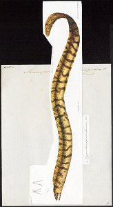Muraena punctato-fasciata - 1864 - Print - Iconographia Zoologica - Special Collections University of Amsterdam - UBA01 IZ15300041