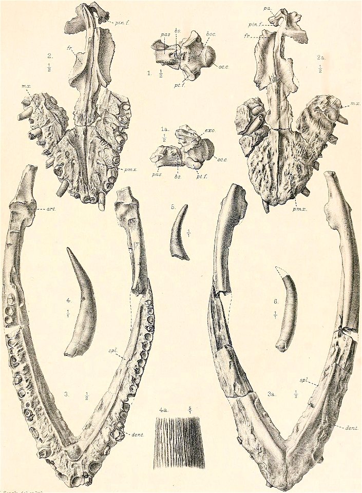 Muraenosaurus leedsii