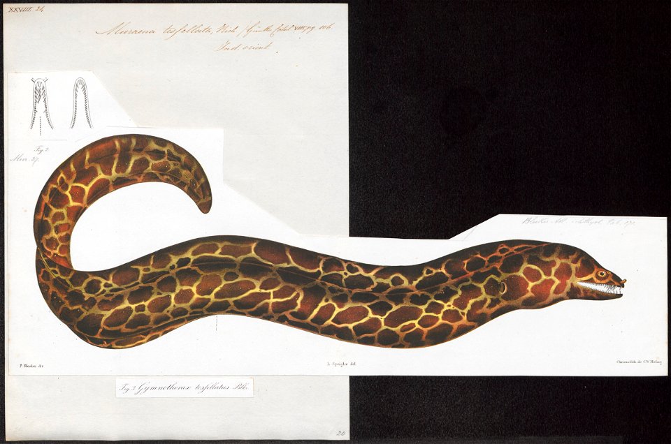 Muraena tessellata - 1864 - Print - Iconographia Zoologica - Special Collections University of Amsterdam - UBA01 IZ15300045