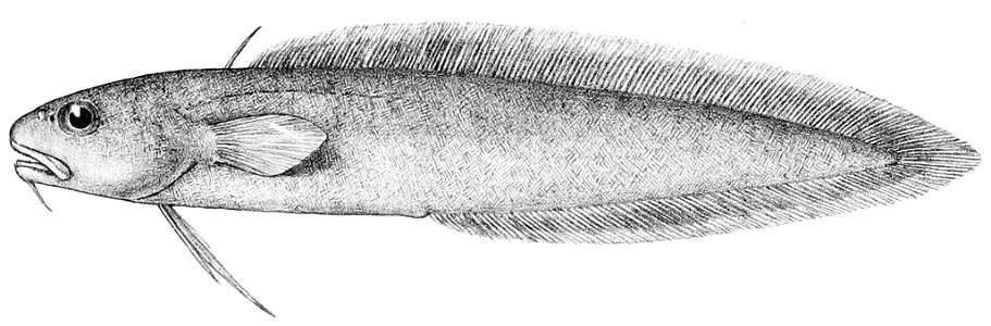 Muraenolepis microps