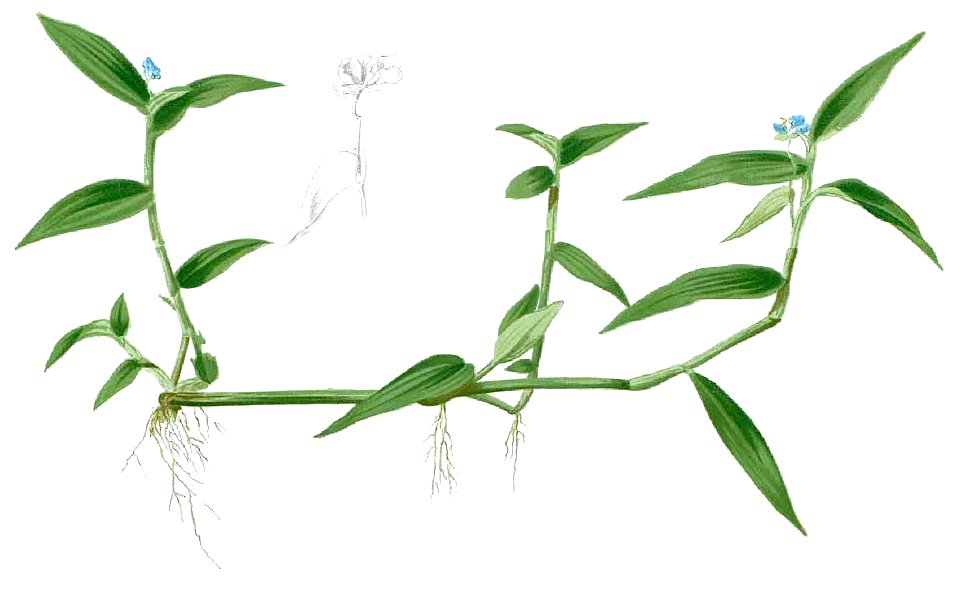 Murdannia nudiflora Blanco1.83-cropped