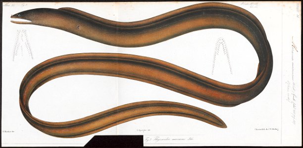 Muraena macrurus - 1864 - Print - Iconographia Zoologica - Special Collections University of Amsterdam - UBA01 IZ15300147