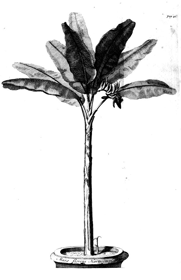 Musa-Musa Cliffortiana 1736