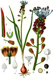 Muscari comosum Sturm40