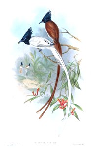MuscipetaParadisiGould