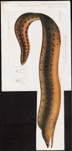 Muraena microspila - 1864 - Print - Iconographia Zoologica - Special Collections University of Amsterdam - UBA01 IZ15300055