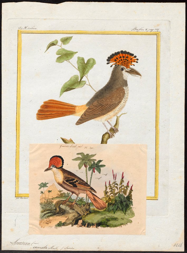 Muscivora coronata - 1700-1880 - Print - Iconographia Zoologica - Special Collections University of Amsterdam - UBA01 IZ16500327