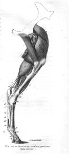 MusclesMbreCaudIntChevalChauveau1890CM
