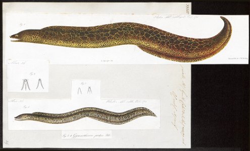 Muraena picta - 1864 - Print - Iconographia Zoologica - Special Collections University of Amsterdam - UBA01 IZ15300106