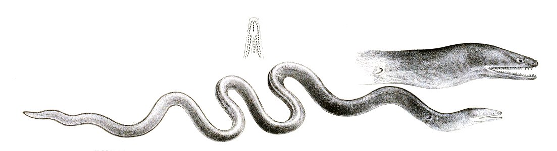 Muraena macrura Achilles 170