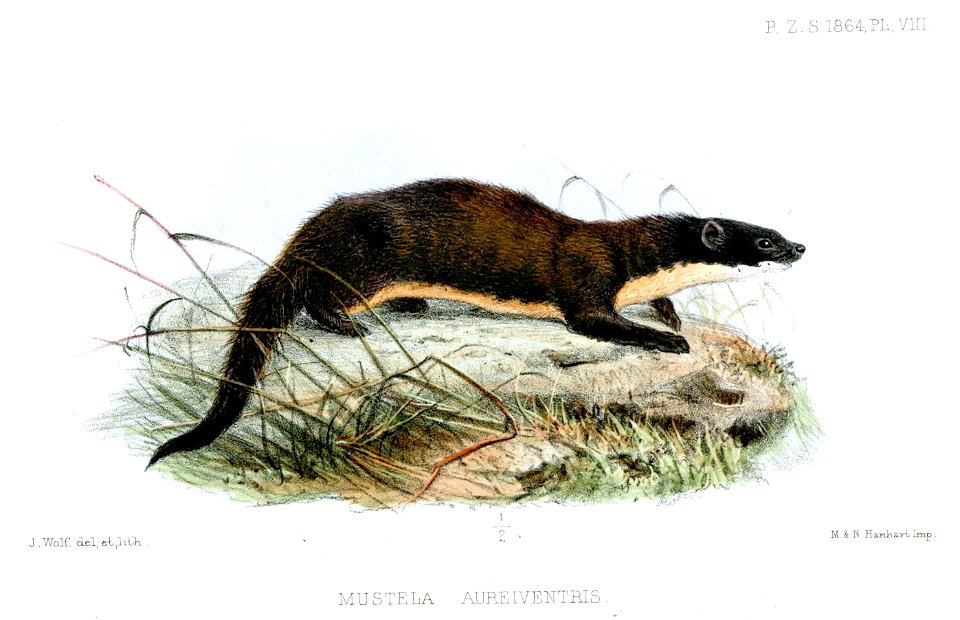 MustelaAureiventrisWolf