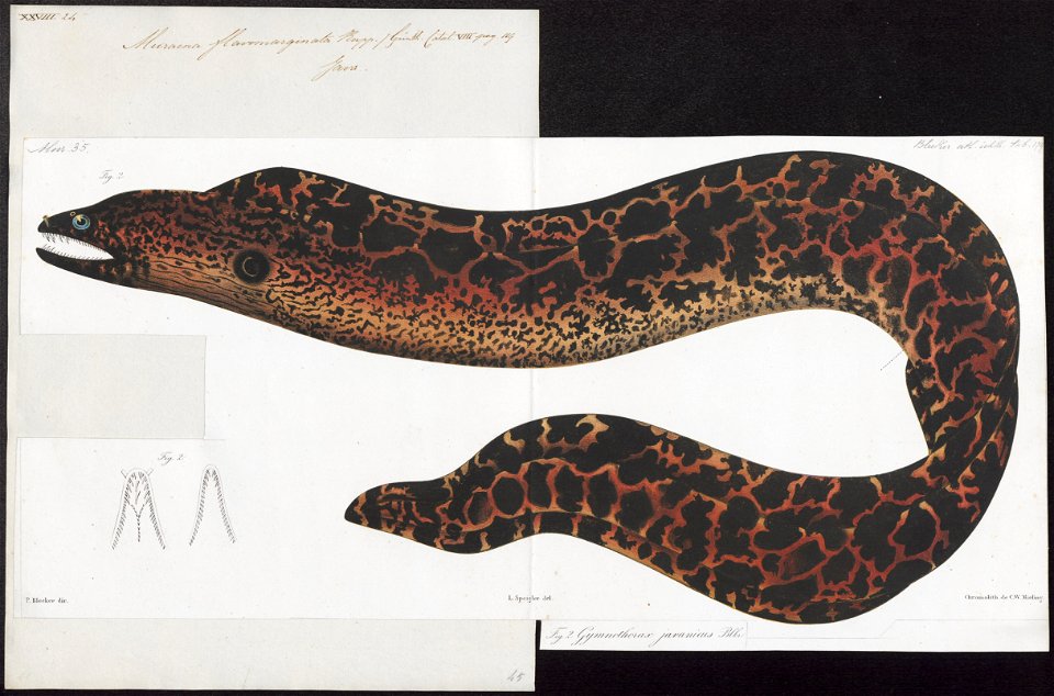 Muraena flavomarginata - 1864 - Print - Iconographia Zoologica - Special Collections University of Amsterdam - UBA01 IZ15300125