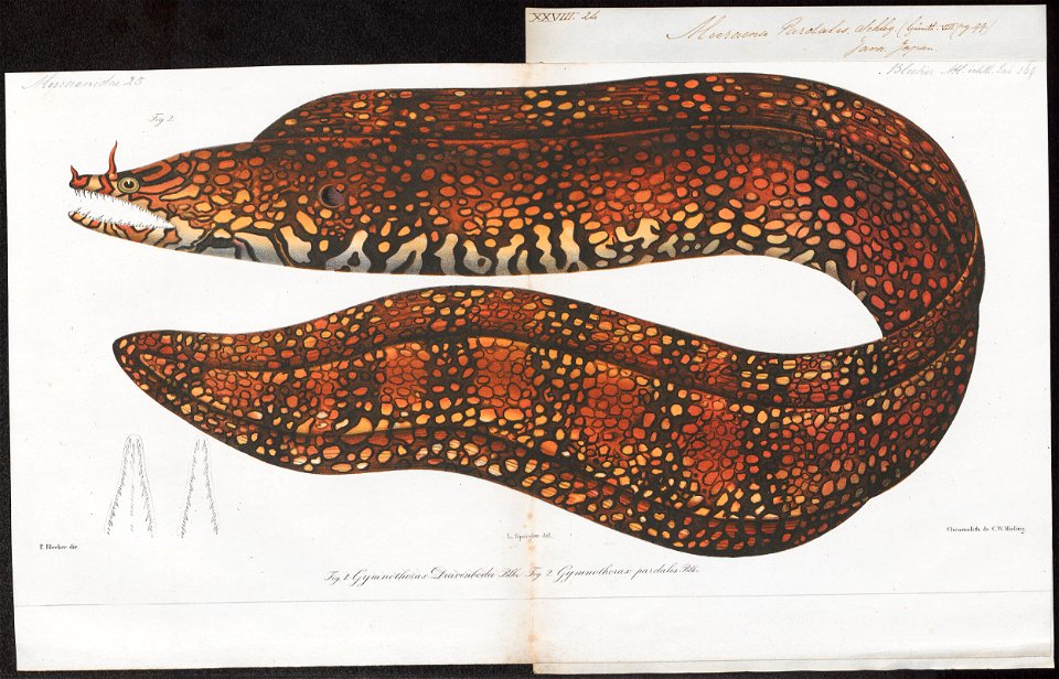Muraena pardalis - 1864 - Print - Iconographia Zoologica - Special Collections University of Amsterdam - UBA01 IZ15300013