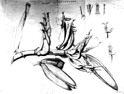 Musa Detail-Musa Cliffortiana 1736