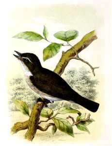 Muscicapa striata 1869