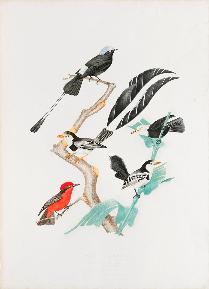 Muscipeta filicauda - Muscipeta leucocephala - Muscipeta psalaura - Muscipeta alector - Muscipeta coronata, da Coleção Brasiliana Iconográfica