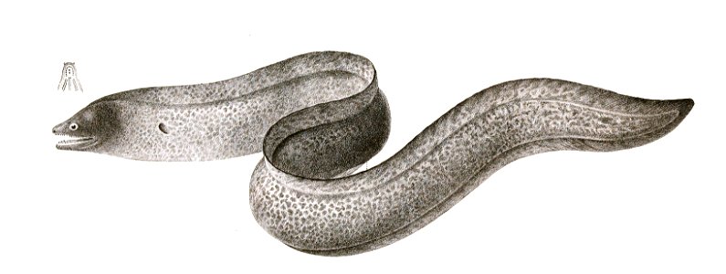 Muraena thyrsoidea Achilles 172