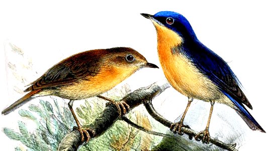Muscicapella hodgsoni
