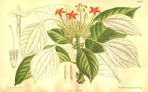 Mussaenda treutleri 135-8254