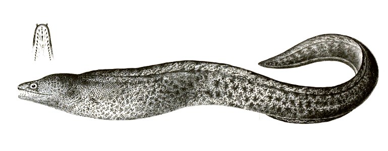 Muraena pseudothyrsoidea Achilles 173