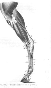 MusclesMbreCaudExtChevalChauveau1890CM