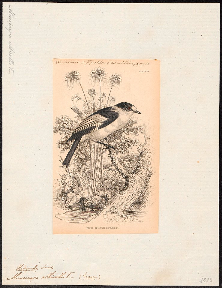 Muscicapa collaris - 1838 - Print - Iconographia Zoologica - Special Collections University of Amsterdam - UBA01 IZ16500163