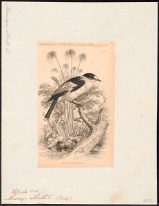 Muscicapa collaris - 1838 - Print - Iconographia Zoologica - Special Collections University of Amsterdam - UBA01 IZ16500163