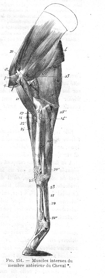 MusclesMbreCranIntChevalChauveau1890CM