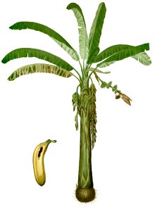 Musa paradisiaca Blanco1.88-cropped