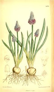 Muscari azureum