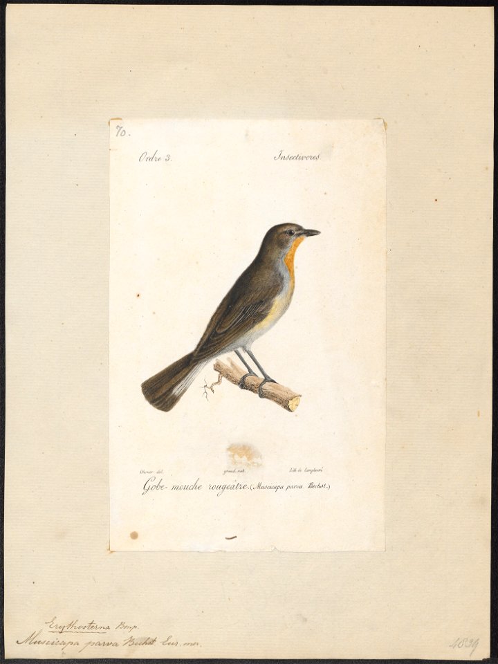 Muscicapa parva - 1842-1848 - Print - Iconographia Zoologica - Special Collections University of Amsterdam - UBA01 IZ16500155