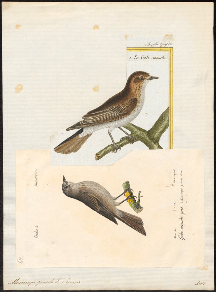 Muscicapa griseola - 1842-1848 - Print - Iconographia Zoologica - Special Collections University of Amsterdam - UBA01 IZ16500175