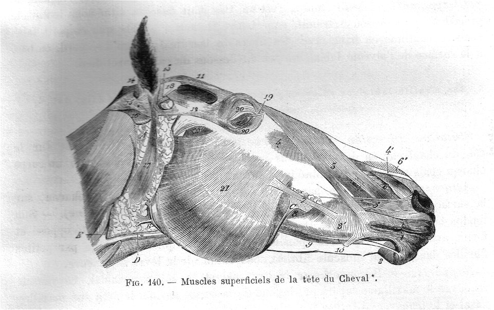 MusclesTeteChevalChauveauCM1890
